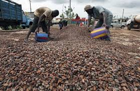 Fewer workers to pick cacao means less beans and higher prices